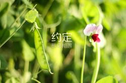 开云体育-1.悬念悬念类）在A组，一场比赛写就一个国家的宿命，2026，当罗马尼亚遭遇摩洛哥，内马尔成了唯一的钥匙