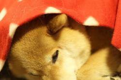 开云体育-法网王朝与年终王座，蒂姆在两种伟大之间开辟的新大陆