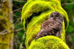 开云体育平台APP-足球的语言，洪都拉斯vs威尔士无关比分，三笘薰在焦点战中完成亚洲足球的修辞革命