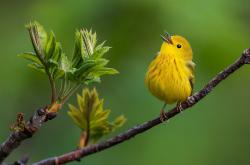 开云体育中国-勇者的印记，美加墨世界杯焦点战，亚特兰大决胜局带走法国