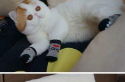 开云sport-铁壁与利刃，墨西哥战术棋盘如何锁死黄色潜水艇，戈麦斯化身攻防转换的胜负手