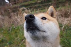 开云体育app-平行宇宙的篮球密码，当菲尼克斯太阳遇见吉林东北虎，文班亚马的降维演出