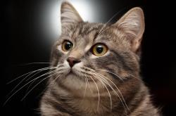 开云sport-毕尔巴鄂的窒息式节奏掌控，当巴斯克雄狮用耐心撕碎亚特兰大，谁成为了萨拉赫式的关键先生？