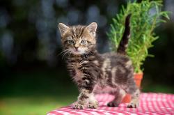 开云体育中国-神的痕迹，当库里在喧嚣中想起沉默的雷吉·米勒