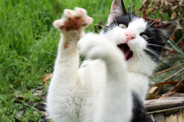 冰与火之歌，索伯戏剧性胜利轻取红牛二队，汉密尔顿火力全开点燃赛场