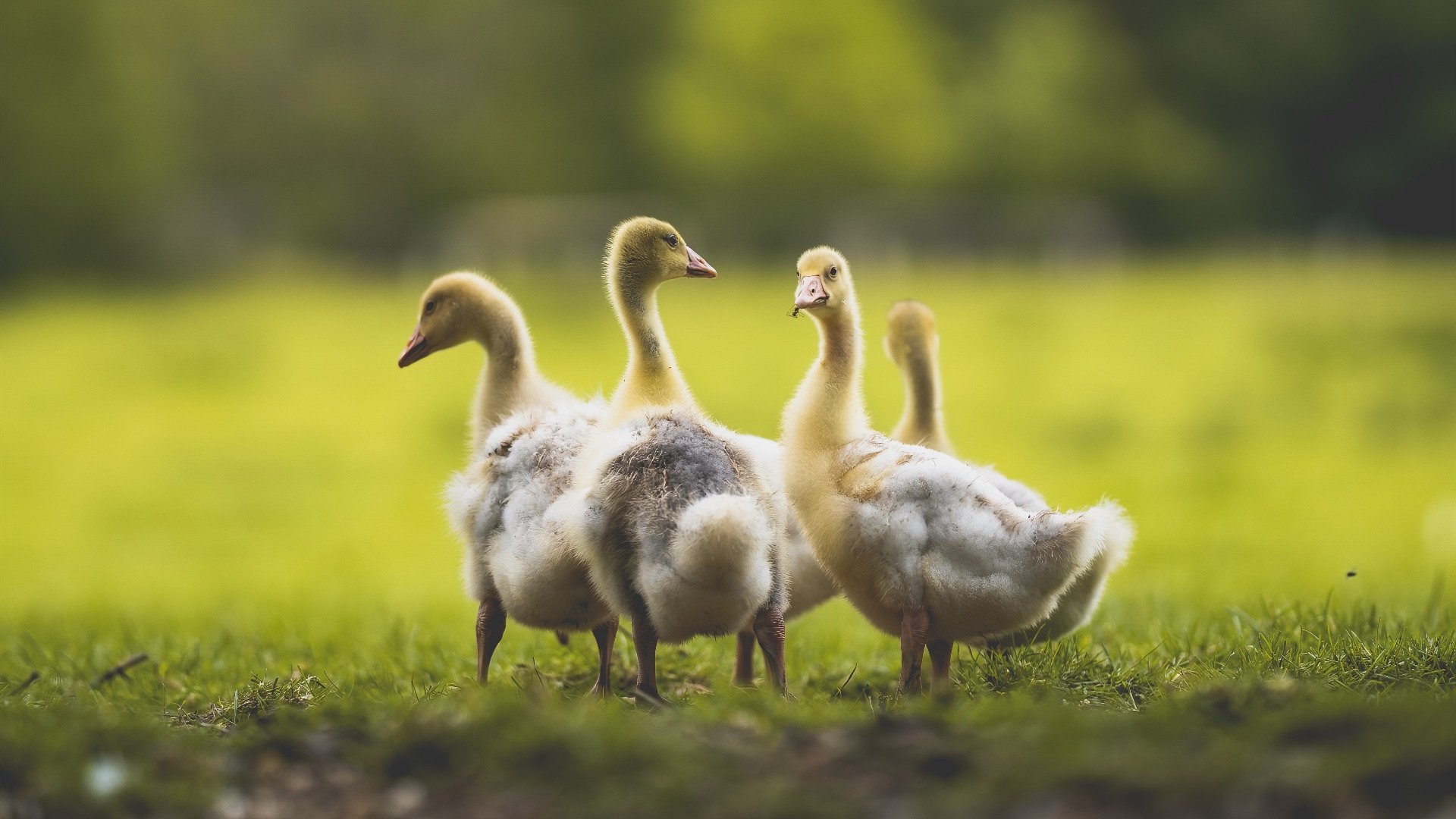 亚洲双响，日本队战术完胜德国，黄鸭组合刷新历史纪录