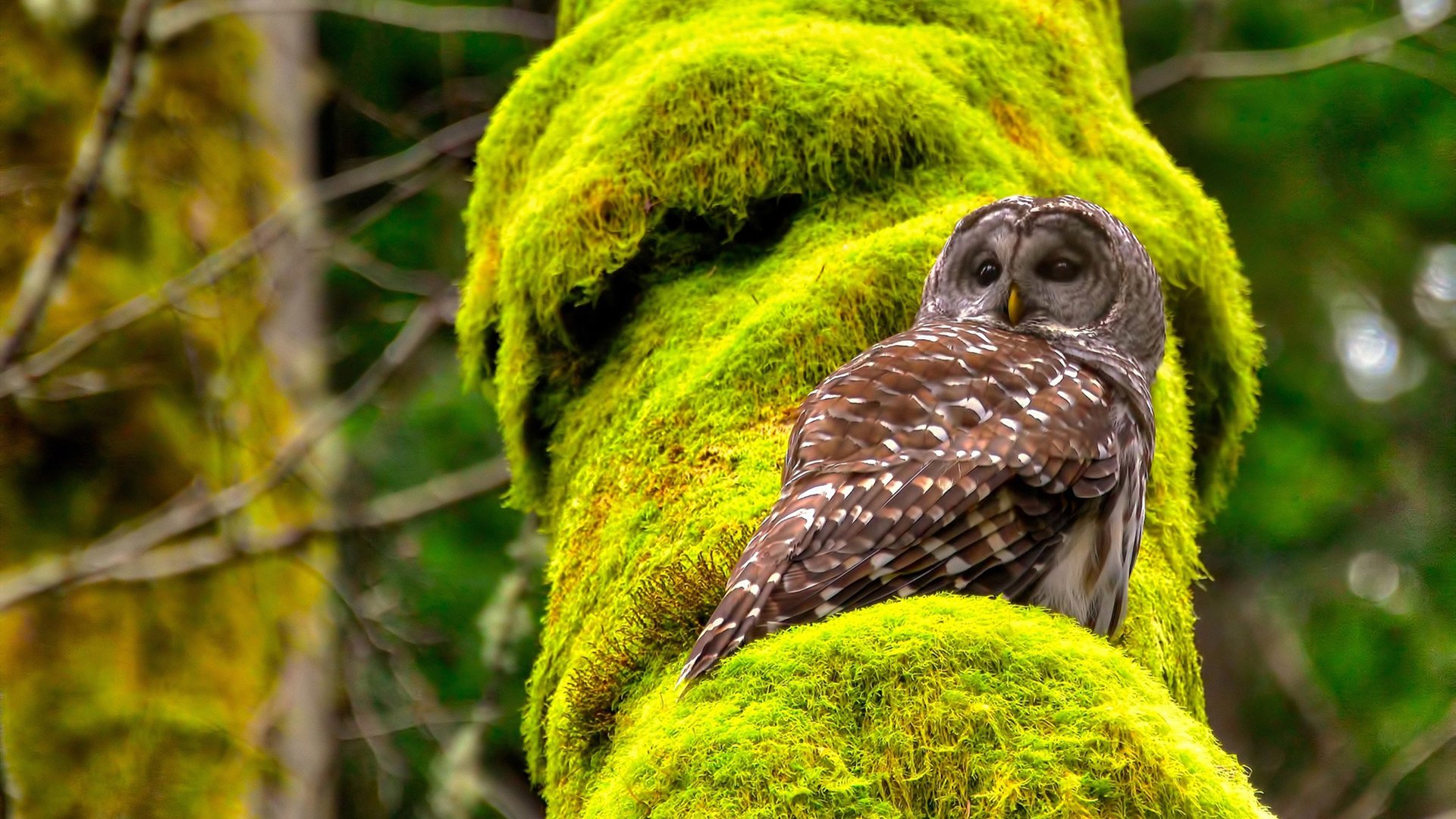足球的语言，洪都拉斯vs威尔士无关比分，三笘薰在焦点战中完成亚洲足球的修辞革命