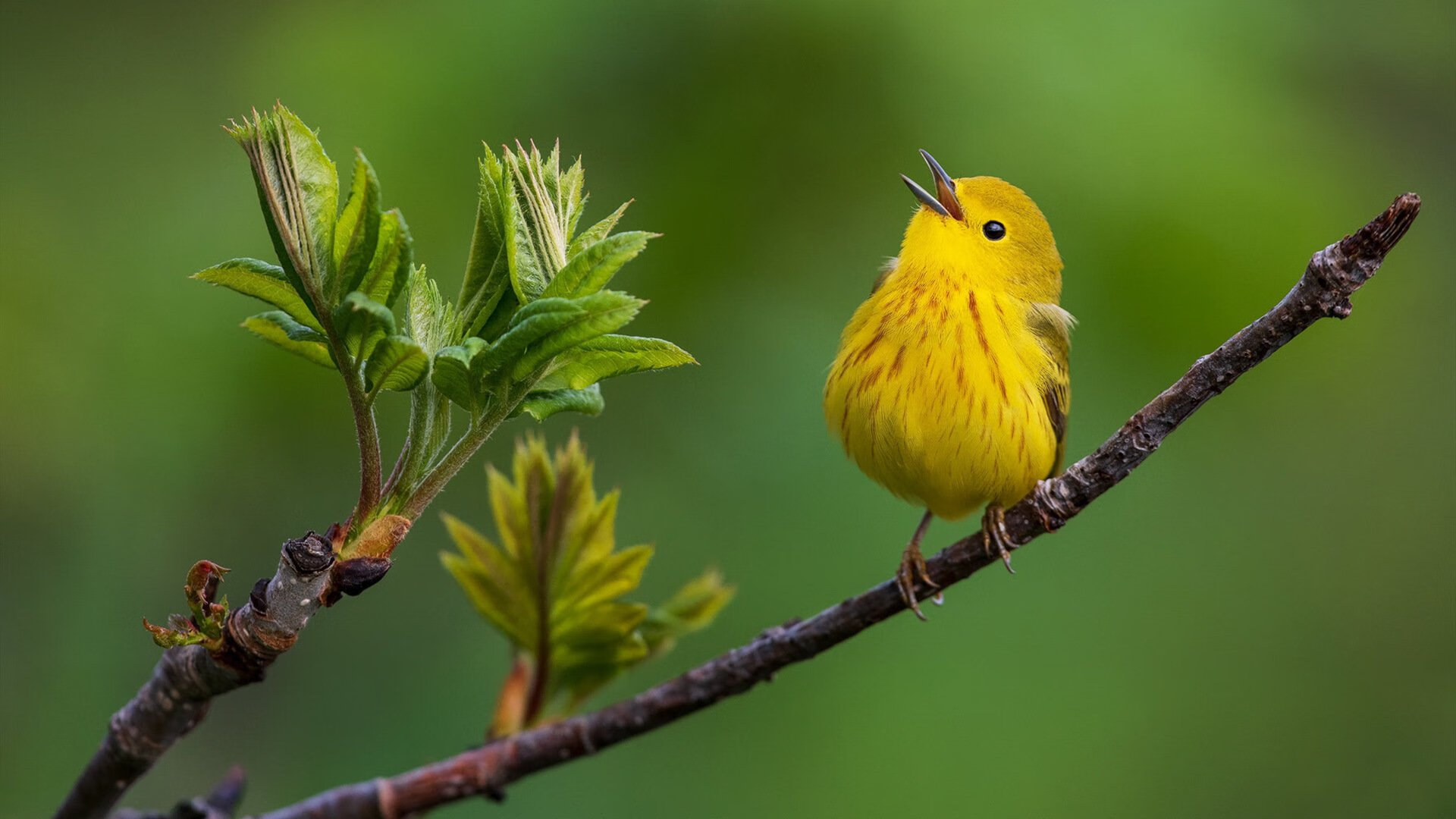 勇者的印记,美加墨世界杯焦点战,亚特兰大决胜局带走法国