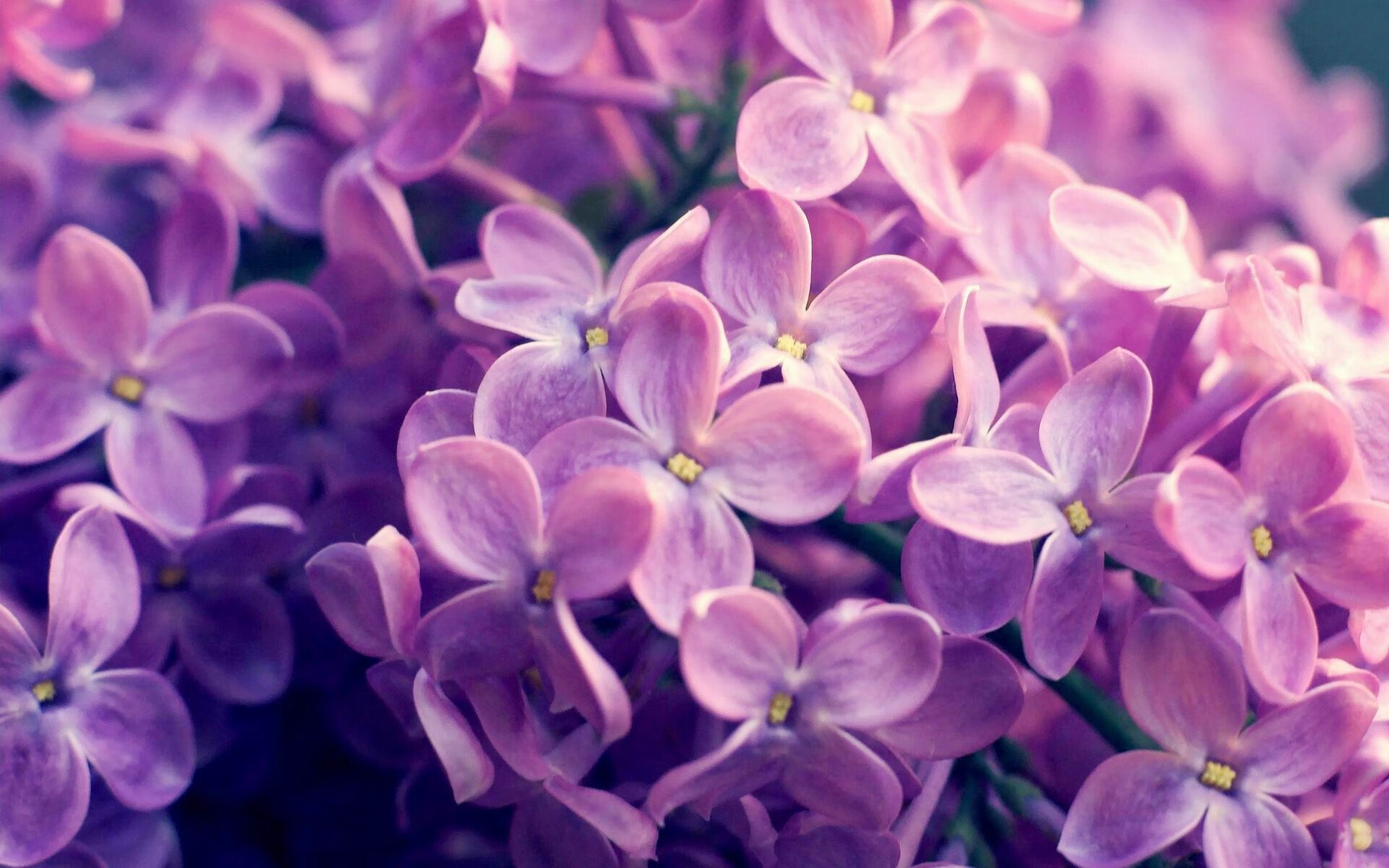 铁蹄碾碎申城！广厦豪取八连胜背后，希腊怪兽完成终极进化