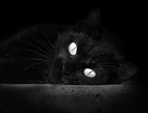 伯纳乌赛道上的超车，当足球战术化身F1进站策略，皇马如何维修区击溃比利时豪门