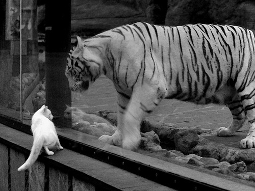 克莱的琴键,当灰熊在休斯顿奏响唯一胜利乐章