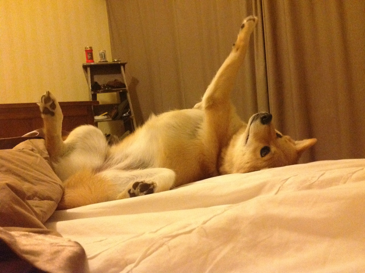 铁壁与洪流,当团队铁律驯服个人野性,福克斯的匕首刺穿山西的夜空