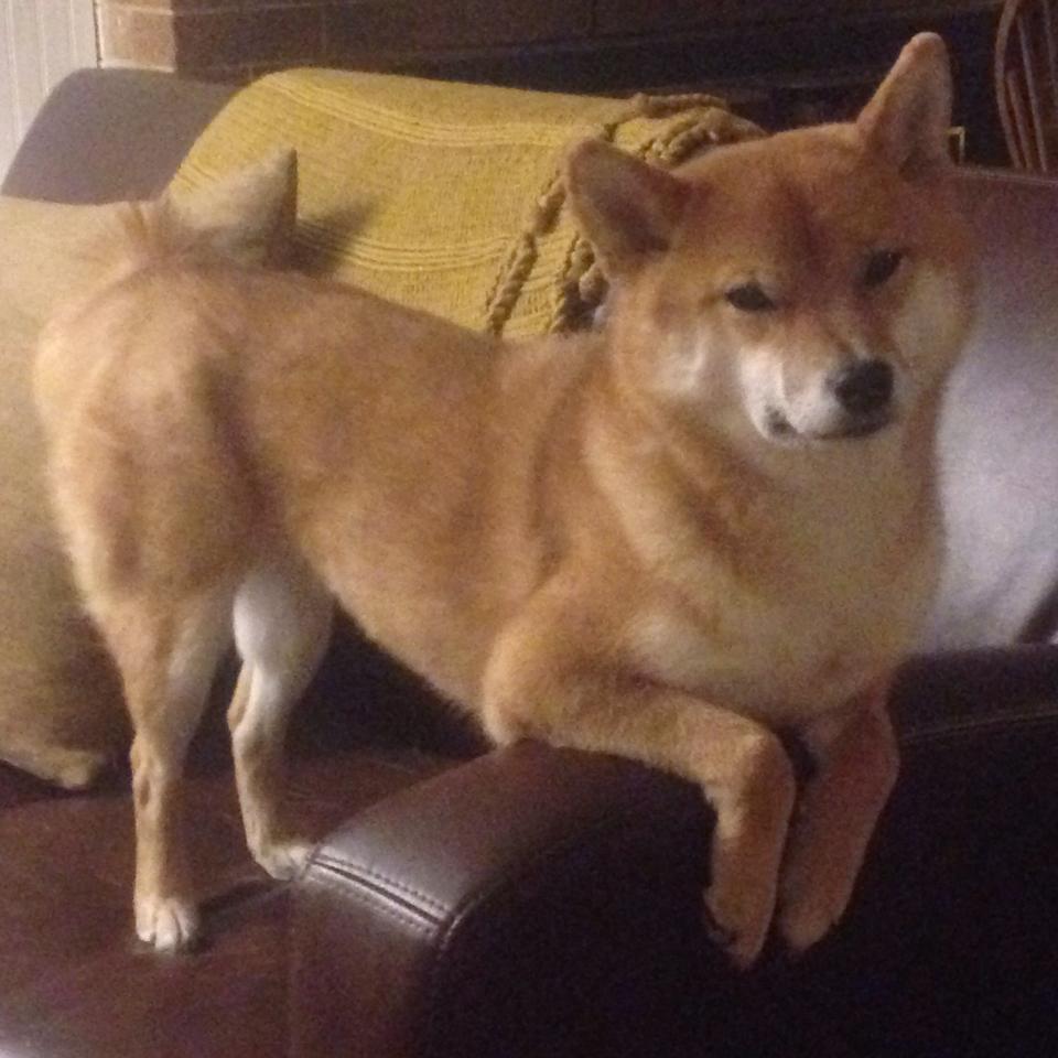 硬汉的两种解法,帕尔默的手术刀与瑞典的铁壁