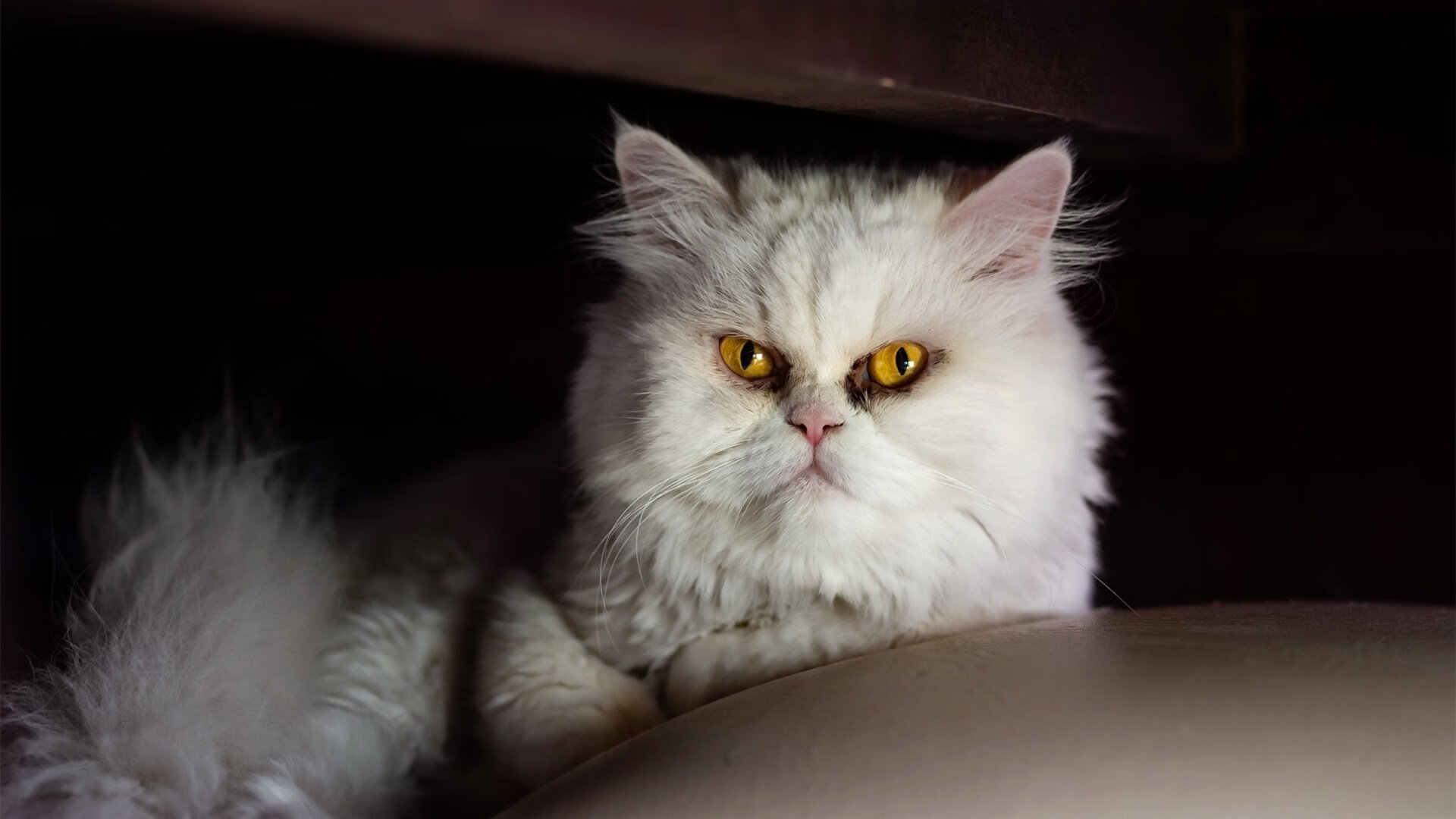 梦幻连线,新疆飞虎冰封掘金高原,塔图姆跨洲际演绎关键先生传奇