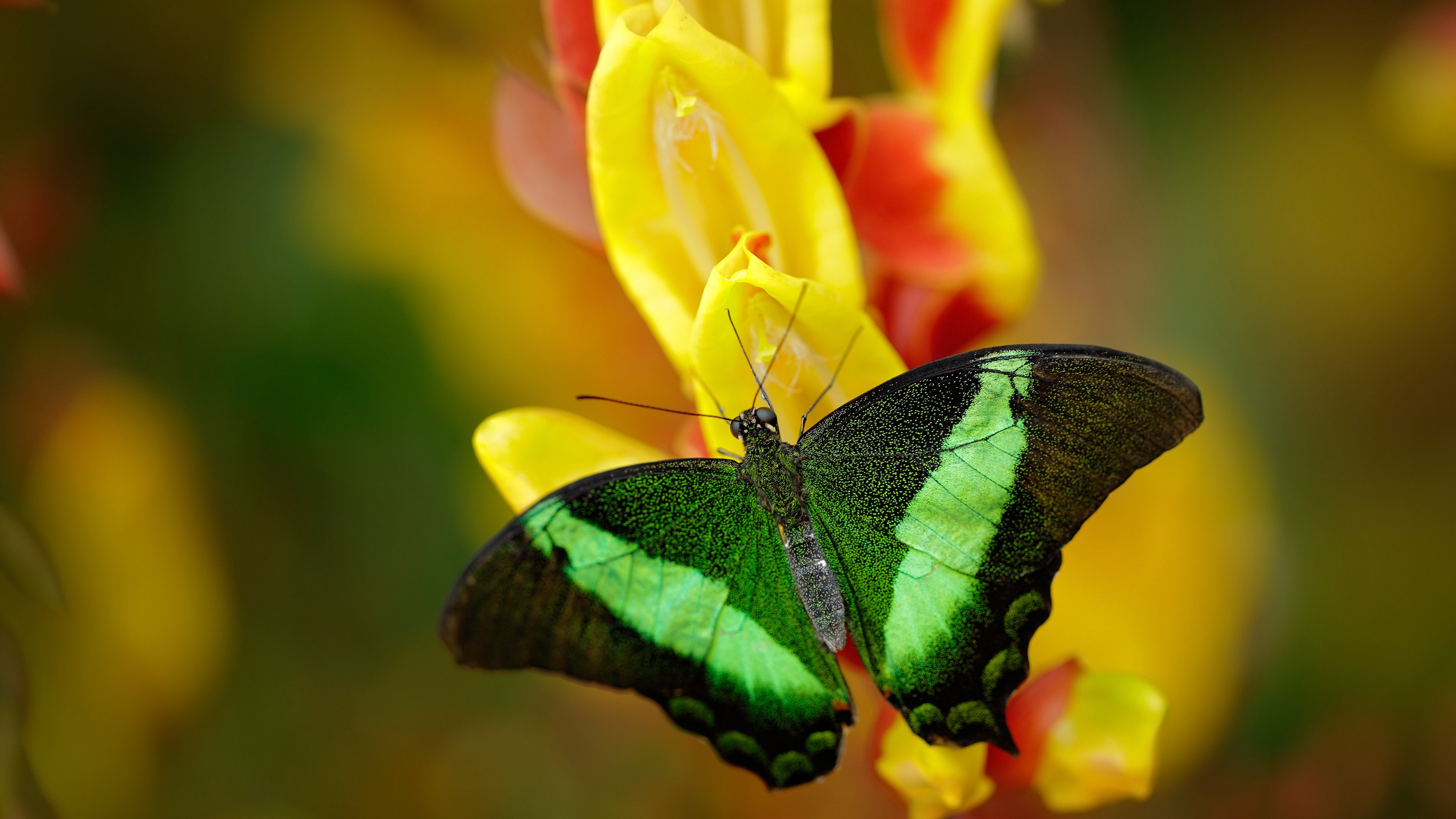 平行宇宙的篮球之夜,当利拉德降临五棵松,北京加时鏖战击落火箭