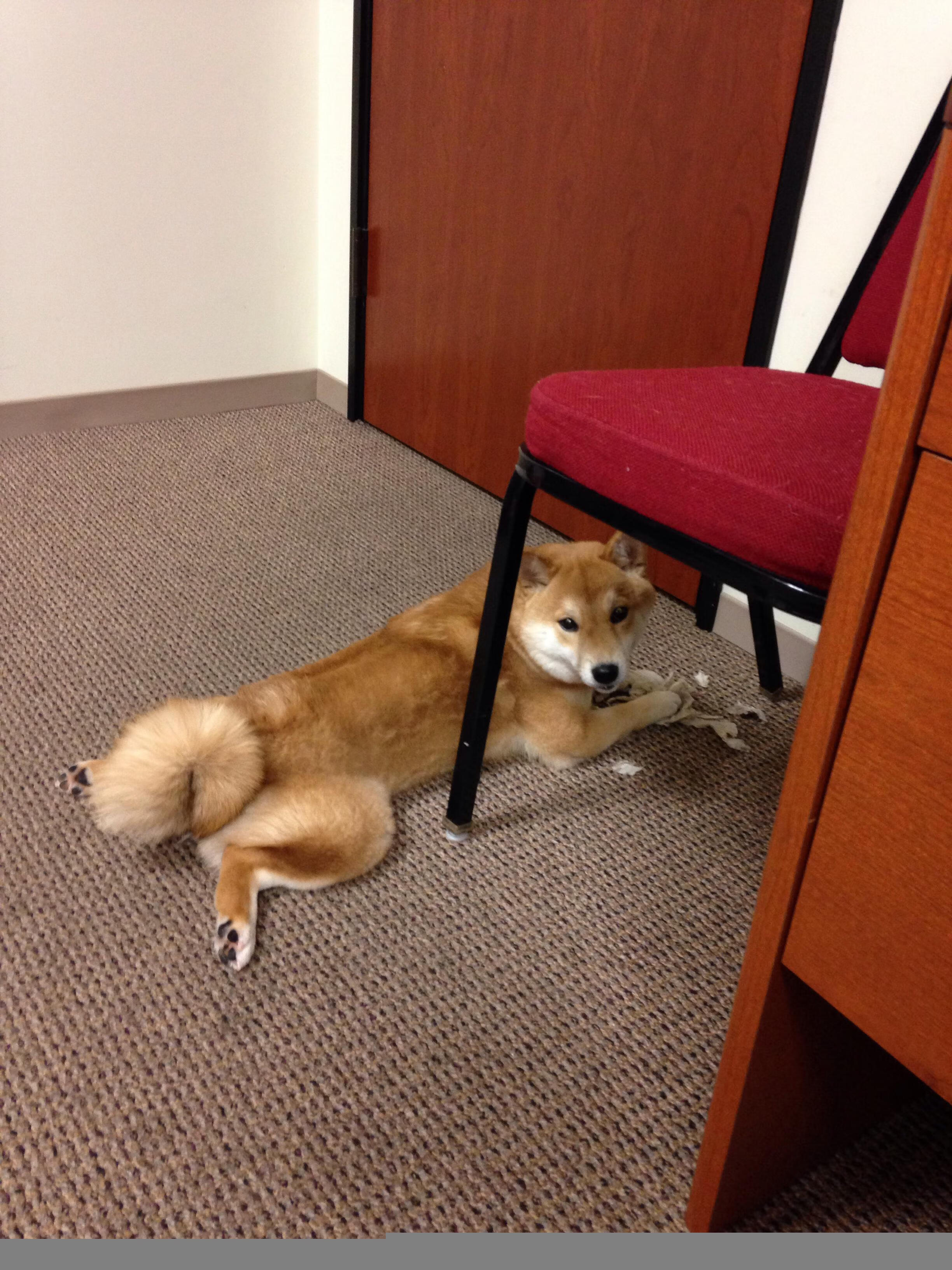 篮球双城记，森林狼横扫吉林，切特东决一战封神