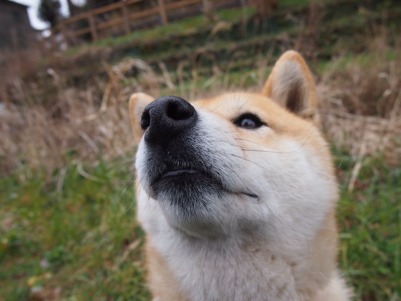 平行宇宙的篮球密码，当菲尼克斯太阳遇见吉林东北虎，文班亚马的降维演出