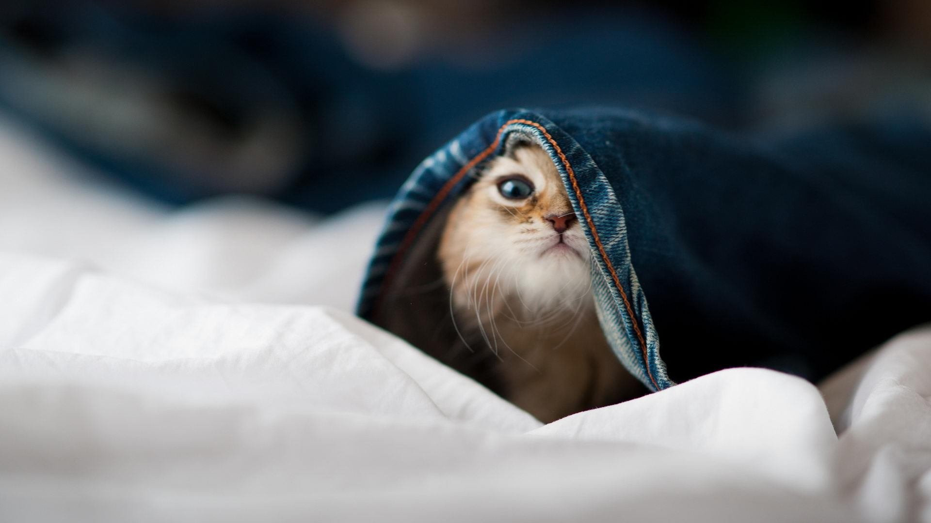 当蓝黑城墙遇见克罗地亚手术刀，体系对抗个人英雄主义的时代寓言