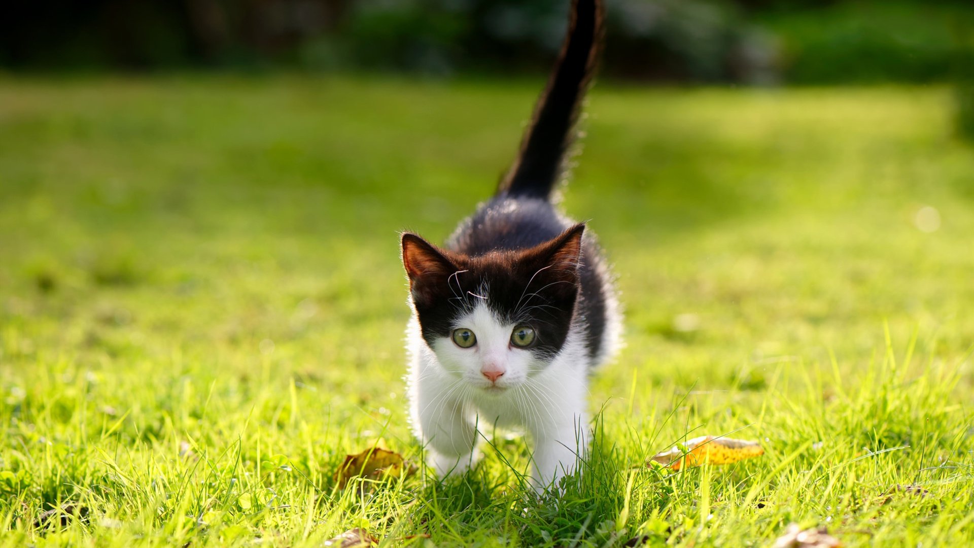 从后防核心到进攻引擎,阿拉巴战术爆发引领奥地利,以那不勒斯式火力全面压制苏格兰