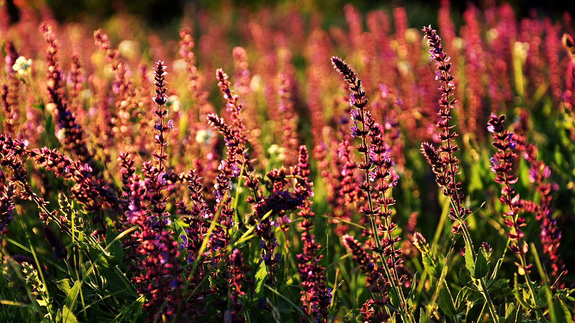 足球霸权更迭日,加纳终结厄瓜多尔,维尼修斯在意甲接管比赛