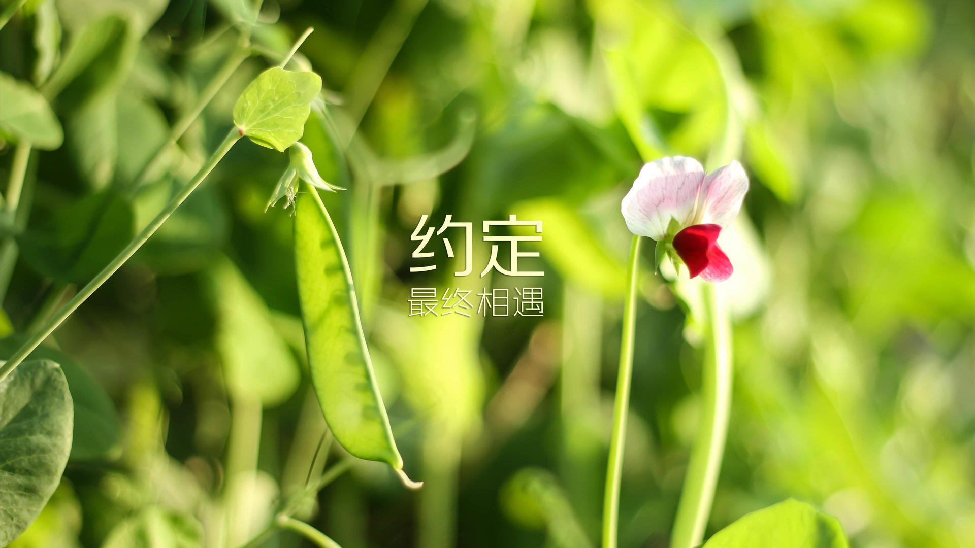 1.悬念悬念类）在A组，一场比赛写就一个国家的宿命，2026，当罗马尼亚遭遇摩洛哥，内马尔成了唯一的钥匙
